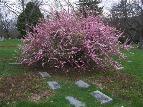 Dwarf flowering almond is a member of the rose family and one of the smallest plants of the 430 species in the cherry genus, which includes such important plants as peaches, plums. Prunus glandulosa 'Rosea Plena' Dwarf Flowering Almond on ...