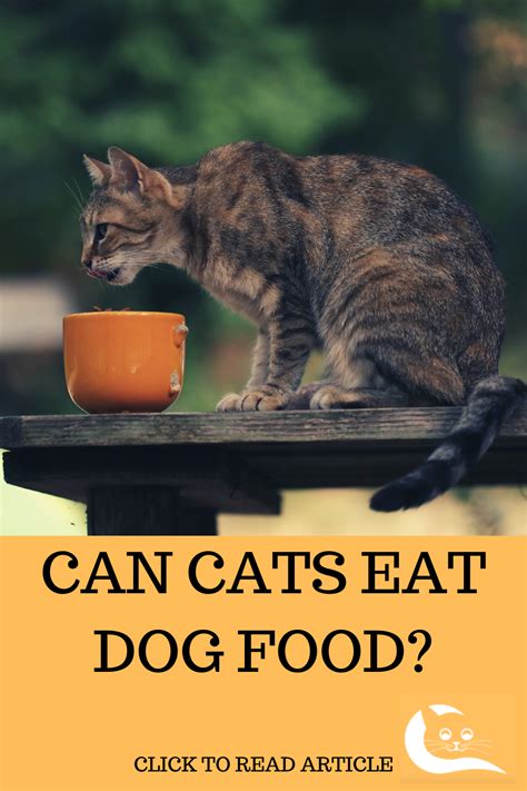 Sure, dogs and cats have diferent needs and their food is aimed to fulfil them, but unless your animal is some genetic freak (like some races) it'll be happy to eat any meat. Can Cats Eat Dog Food? | Wellness cat food, Dog food ...