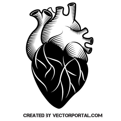 Human Heart Clip Art Black And White