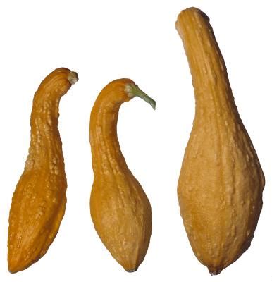 How can you tell when a squash is ripe? How to Tell If a Yellow Squash Is Ready to Harvest? | Home ...