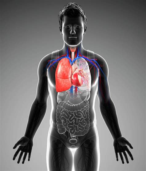 Human Respiratory System Photograph By Pixologicstudioscience Photo