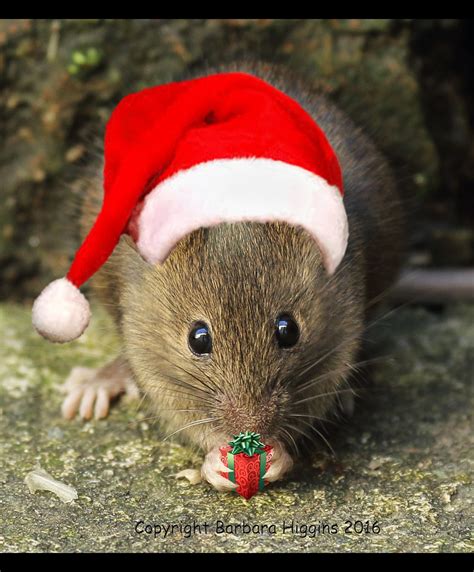 The Christmas Mouse Tandikes Flickr