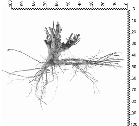 Willow Root System The Scale Is In Cm Download Scientific Diagram