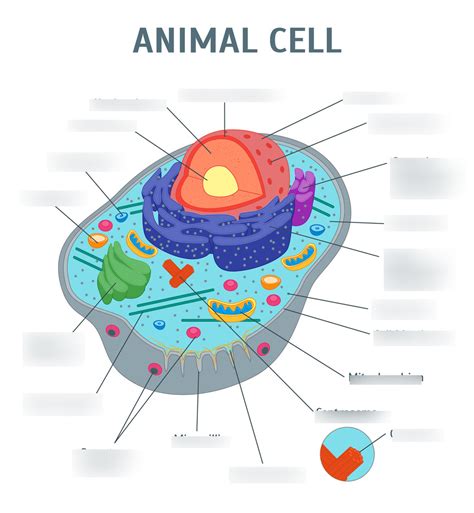 Animal Cell Organelles And Their Functions Quizlet Vce Biology Cell