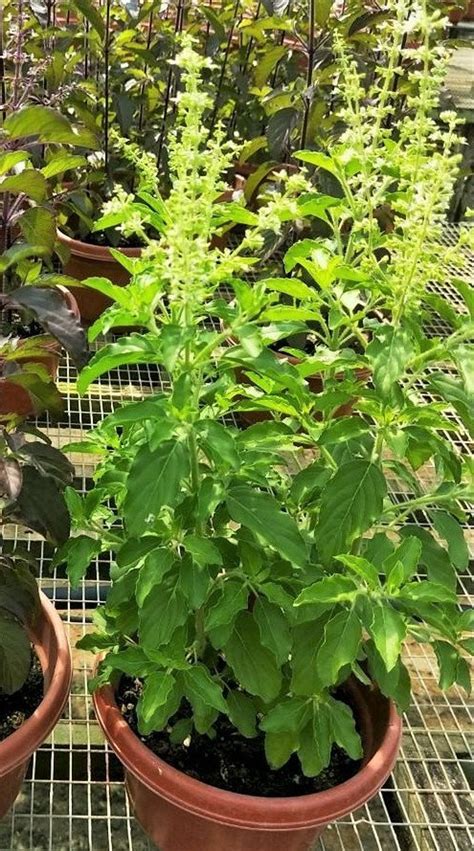 Green Leaf Holy Basil Seeds Kapoor Tulsi Ocimum Sanctum Etsy