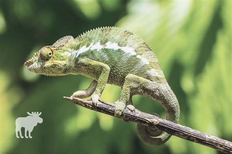 What Does It Mean When A Chameleon Curls Its Tail — Forest Wildlife