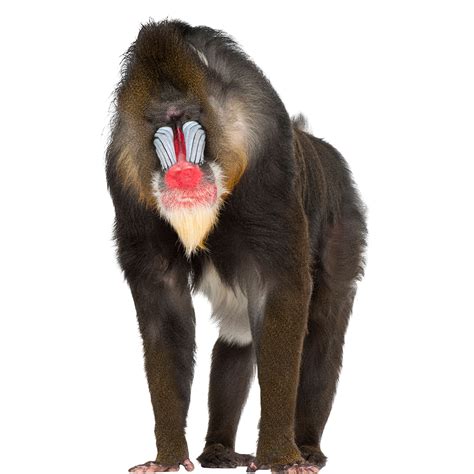 List 93 Pictures Is A Mandrill A Baboon Latest 102023