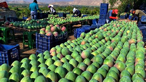Australian Farmers Produce Thousands Of Tons Of Mangoes This Way