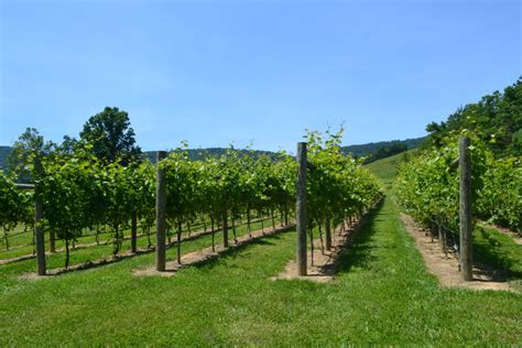 Best Wineries In Charlottesville Virginia The Monticello Wine Trail