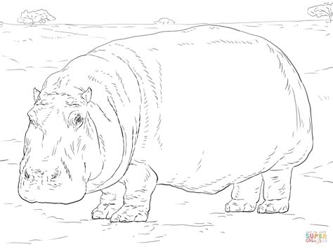 Female hippo gives birth to a new calf after every two years. Hippo Coloring Page | Coloring pages, Free printable coloring pages, Hippopotamus