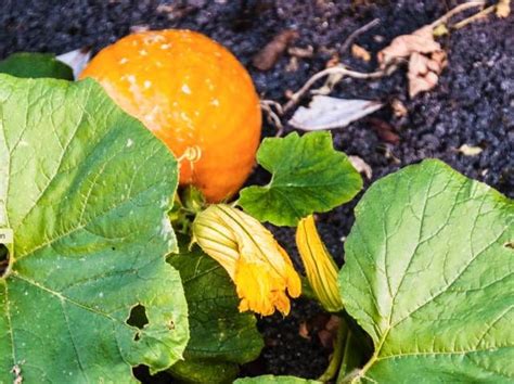 Conseils pour semer cultiver et entretenir le potimarron récolte et