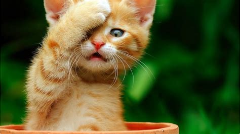 Cute Cats Wallpapers Free Download Wallpapersafari Com