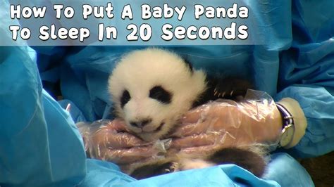 Nanny Shows How To Put A Baby Panda To Sleep In 20 Seconds Ipanda