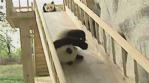 Panda Cubs Playing On Slide