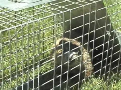 Decide what trap you will use. Catching Groundhogs and Possums~Haveaheart Traps - YouTube