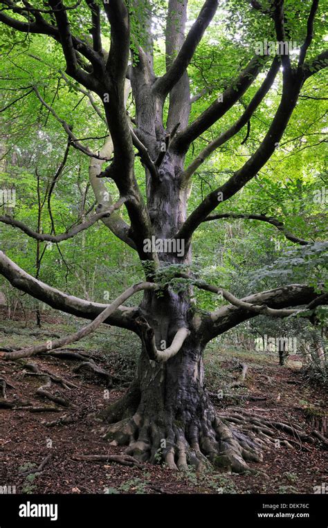 Old Beech Tree In Woodland Fagus Sylvatica Stock Photo Alamy