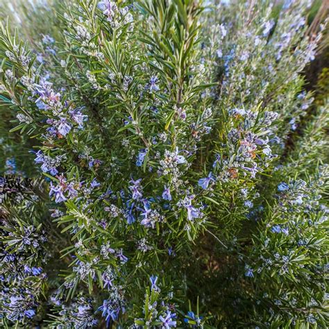Rosmarinus Officinalis Tuscan Blue Rosemary