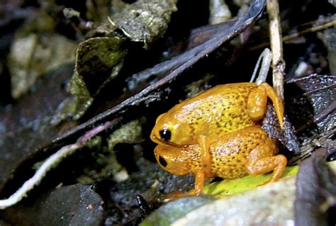 Seven New Species Of Miniature Frogs Discovered In Threatened Brazilian