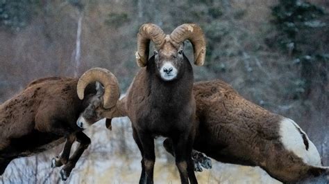 The Bighorn Sheep Rut 2022 Youtube