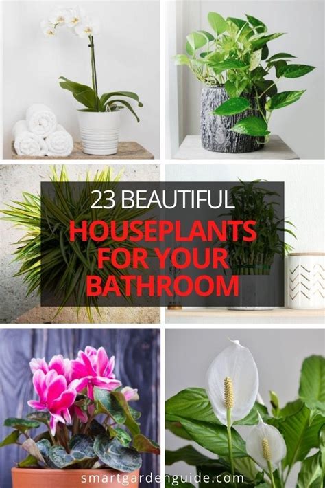 Best Bathroom Plants That Look Fantastic Smart Garden Guide Best