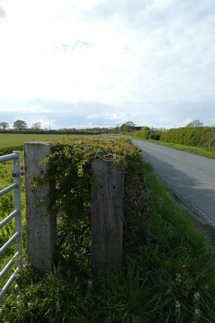 Hedgerow Along Moor Lane DS Pugh Geograph Britain And Ireland