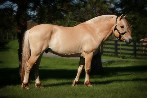 Fjord horses for sale in california. Norwegian Fjord Horse for Sale at Silver Drache Farm
