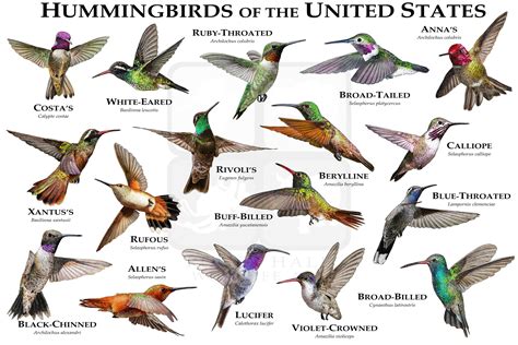 Hummingbirds Of The United States Art Poster Print Field Etsy