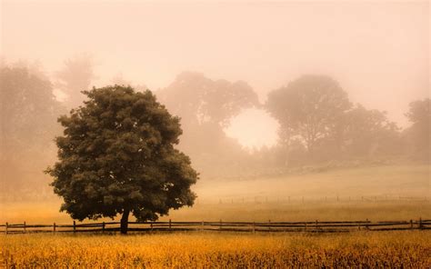 1920x1200 Fence Fog Trees Rare Gallery Hd Wallpapers