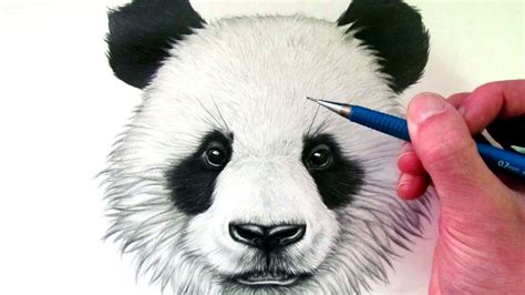 Realistic Panda Drawing At Getdrawings Free Download