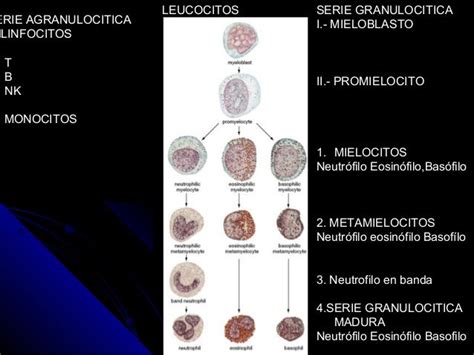 Eritrocitos Leucocitos Y Plaquetas