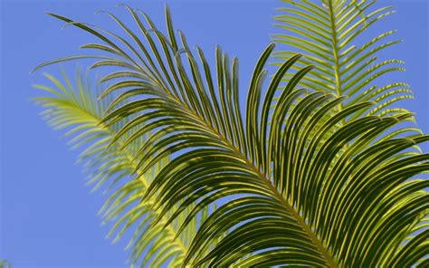Download Wallpaper 2560x1600 Palm Tree Branches Leaves Sky Green