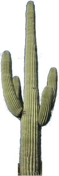 This Graphics Is A Flowering Cactus Png Transparent Cactus Png Image