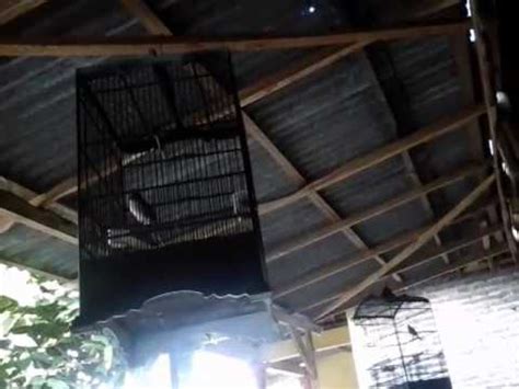 Pilihlah burung cendet berkelamin jantan dengan warna bulu yang tegas mengilap dan kontras. Master burung cendet/pentet jawa timur - YouTube