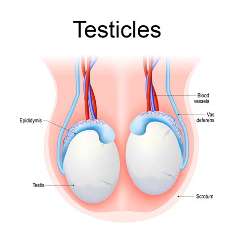 The Testicles Queensland Health