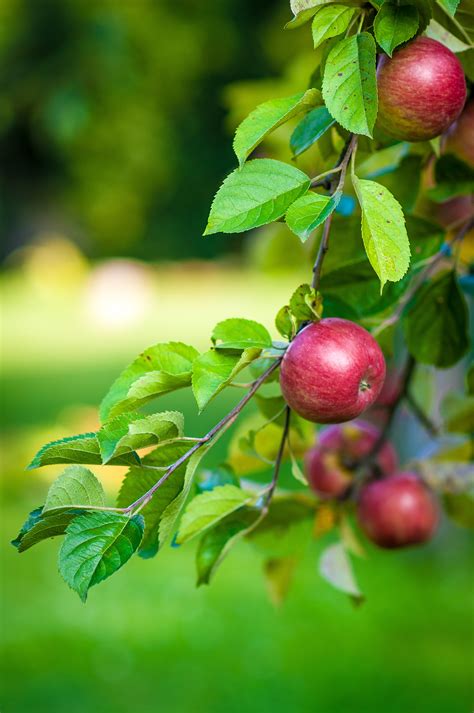 Check out our flowering apple tree selection for the very best in unique or custom, handmade pieces from our shops. Free Images : apple, tree, blossom, fruit, berry, leaf ...