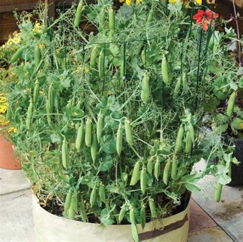 Growing Green Peas In Containers Matar Information