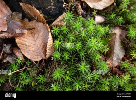 Polytrichum Moss Growing In Autumn Stock Photo Alamy