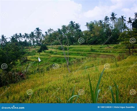 Yellowing Rice In The Rice Fields Royalty Free Stock Photo
