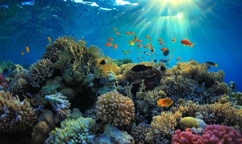 5 Largest Coral Reefs In The World Travel Trivia