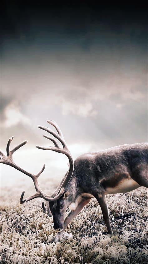 Deer Hunting Wallpapers Iphone
