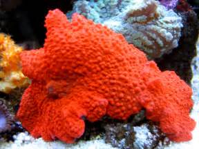 Bright Orange Mushrooms Soft Corals Nano Community