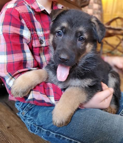 Emmy German Shepherd Puppy For Sale In Dundee Oh Lancaster Puppies
