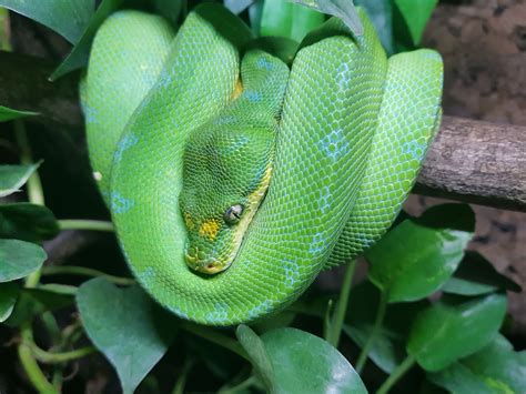 10 Sorong Tree Python Morelia Viridis Male Emerald Tree Boa Green