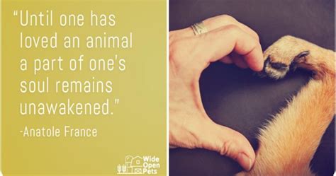10 Pet Quotes That Prove Our Love For Animals