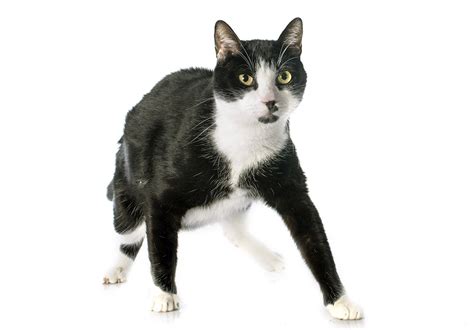 Your kitten's fur may be her most prominent feature until her personality emerges. Black and White Cat Names - 59+ Awesome Names for Your Cat