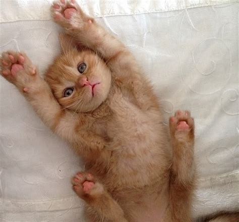 Green beans have protein and iron. 15 Cats That Love Showing Off Their Jelly Beans! - We Love ...