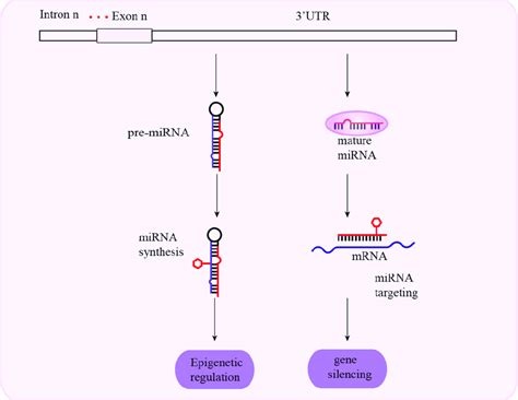 Schematic Representation Of Mechanisms Associated With 3′ Utr Snps And