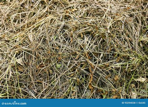 Background Of Dry Grass Stock Photo Image Of Harvest 93294038