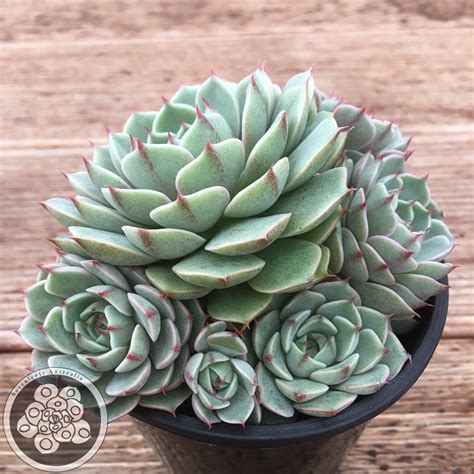 Echeveria Ben Badis – Succulents Australia Sales