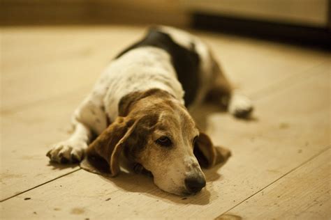 Basset Hound Ear Yeast Infection And Care